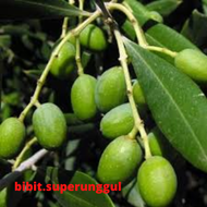 Bibit Buah Zaitun Asli Arab Bibit Zaitun Cangkok Super Terbaik Bibit Pohon Zaitun