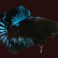 ikan cupang plakat avatar gordon