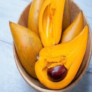 combo 2 CÂY TRỨNG GÀ - LÊ KI MA giống chuẩn