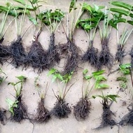 Bibit Pakis Sayur Siap Tanam | Bibit Sayuran Pakis | Bibit Sayur Pakis