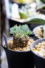 白皮月界 Monsonia peniculina