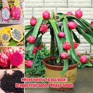 [Easy To Grow In Philippines] Mixed Varieties Edible Bonsai Pitaya Seeds (70 Seeds) Sweet Dragon Fruit Seeds for Planting Natural Growth Fruit Plants Seeds Fruit Tree Seeds Fresh Bonsai Seeds for Planting Indoor Plants Fruits Live Plants for Sale