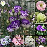 [Ready Stock] Mix Color Eustoma grandiflorum Seeds for Planting (300 seeds/bag, Suitable for Growing