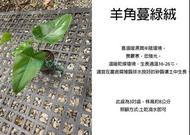 心栽花坊-羊角蔓綠絨/3吋盆/室內植物/綠化植物/觀葉植物/售價60特價50