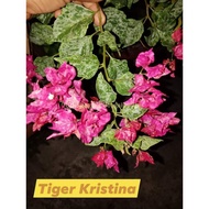 ¤♟SALE!!! CUTTINGS ONLY!! with  (Rare Bougainvillea Cuttings)