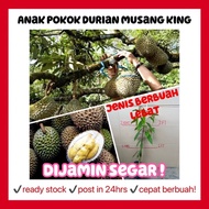Rina • anak pokok durian musang king • dijamin segar cepat berbuah buah hybrid fruit sapling malaysia plant gardening
