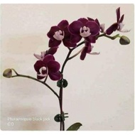 Anggrek remaja bulan black jack hybrid Taiwan bunga unik dan cantik