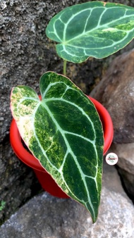 Anthurium crystalinum variegata