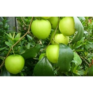 Anak Pokok Bidara Epal Buah Besar / Bidara cepat berbuah