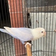 Burung Lovebird PF Vio Dewasa Betina