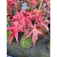 Maple Tree Bonsai (0.35m)