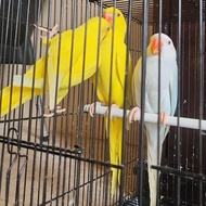 burung indian ringneck parrot