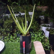 aloevera*lidah buaya