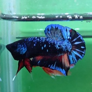 HIASAN AQUARIUM CUPANG AVATAR GORDON NEMO GRADE A+ JANTAN