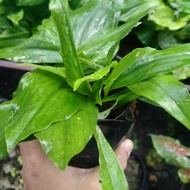 Pokok Cekur Pokok kencur Ulam Cekur Anak Benih Pokok Cekur Aromatic ginger