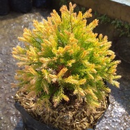 Cemara Golden / Cemara Rent GOLD