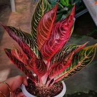 aglonema red Sumatra/aglonema pride of Sumatra