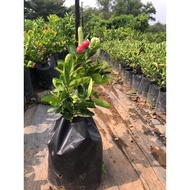 24 HR SHIPOUT Garden Living Anak Pokok Asam Renda Cepat Berbuah