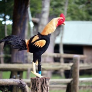 Bang AT prduction boneka untulan pelatih ayam aduan pakai per