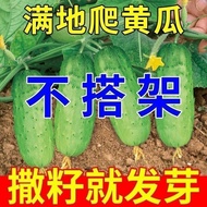 ♞,♘,♙[No Frame] Fruit Cucumber Seeds Crawling All Over The Floor, Potted Cucumber Seeds And Vegetable Seeds For The Four