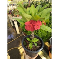 EUPHORBIA MILLI PLANT