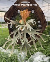 P. veitchii cv. Auburn River,  P. willinckit Kheer Miang series Sporeling