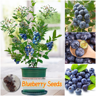 🌱ปลูกง่าย🌱 เมล็ดสด 100% เมล็ดบลูเบอร์รี่ เมล็ดพันธุ์ บลูเบอร์รี่ บรรจุ 30 เมล็ด Blueberry Seeds for Planting Fruit Plants เมล็ดผลไม้ ต้นไม้ผลกินได้ พันธุ์ไม้ผล บอนไซ ต้นไม้มงคล ต้นบอนสี เมล็ดพันธุ์บอนสี บอนสี ต้นไม้ ต้นผลไม้ ออกผลทั้งปีโตไวไม่กลายพันธุ์