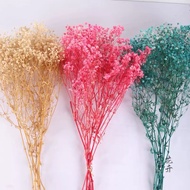 Preserved Baby Breath Preserved Caspia 15-20g bunga kering dry flower Preserved flower