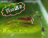 月光蘇蝦場#🦐白襪蝦#買10送2#台產多代#蘇蝦專賣#