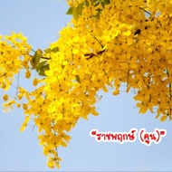 20 เมล็ด เมล็ดพันธุ์ ราชพฤกษ์ หรือ ต้นคูณเหลือง ดอกคูน สีเหลือง 1 ในไม้มงคล ดอกไม้ประจำชาติไทย