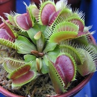 20 PcsBag Venus Fly Trap Carnivorous Plant Seeds