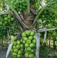 Bibit kelapa genjah entok / kelapa hijau