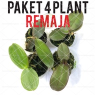 Anggrek Bulan Remaja 4 Plant