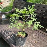 [Paling Horticulture Sdn Bhd] Pokok Ulam Raja Hidup  | Cosmos Caudatus | Pokok Herba Hidup | Herb Pl