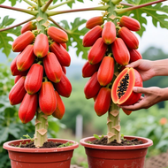 High Yield 10pcs Fresh Red Papaya Seeds 红皮红心木瓜种子 Red Lady Dwarf Papaya Seeds for Planting Fruit Tree