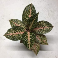 Ragam'S: Aglaonema Paulina - Aglonema paulina