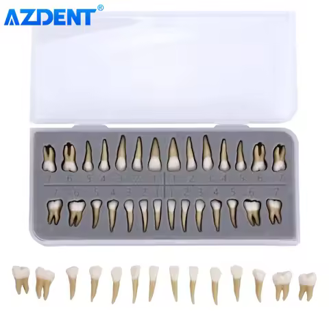 28PCS AZDENT Dental 1: 1 Permanent Teeth Demonstration Teach Study Model Dentist Implant Teaching Mo