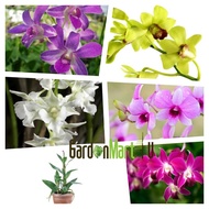 [PRE-ORDER] GardenMart4U Live Plant Dendrobium Orchid Flower Plants Pokok Bunga Orkid Dendro 兰花 (ETA: 2022-05-10)