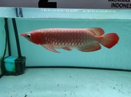 Ikan Arwana Super Red 43cm