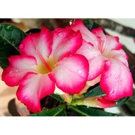 Real Live Adenium Thailand Plant  3棵富贵花幼苗 Bunga Kemboja with soil (without plastic pot) or seeds