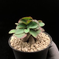 SG2154-精品櫻花大戟/稀有大戟🔥多肉植物小盆栽禮物🔥