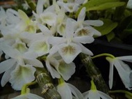 大眾蘭園 石斛蘭  Dendrobium cretaceum 白貝殼