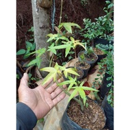 Pohon Green Maple Japanese/ Maple Hijau/ Bahan Bonsai Maple Hijau