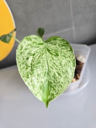 妙蛙種子龜背竹  Bulbasaur Monstera 植物 盆栽