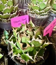 （反應熱烈，最後少量🥳)日本🇯🇵進口 Titanota Dwarf Manoco嚴龍龍舌蘭 Agave Titanota 多肉漆樹橄欖塊根植物 象牙宮 龜甲 龍仙人球