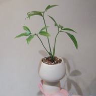 鵝掌蔓綠絨