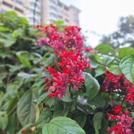 Bunga naga /Dekorasi tanaman/pokok menjalar/tahan panas / pokok hidup