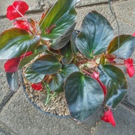 Tanaman Hias Bunga Begonia Merah - Pohon Begonia Bunga Merah