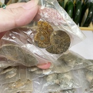 Eye Yuanfang Full Natural Ammonite/Parrot Snail Fossil Original Unwashed (Excluding Silver Jewelry, 