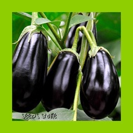 Vege Seeds (5pcs) / Eggplant Black Beauty (Solanum Melongena Aubergine)